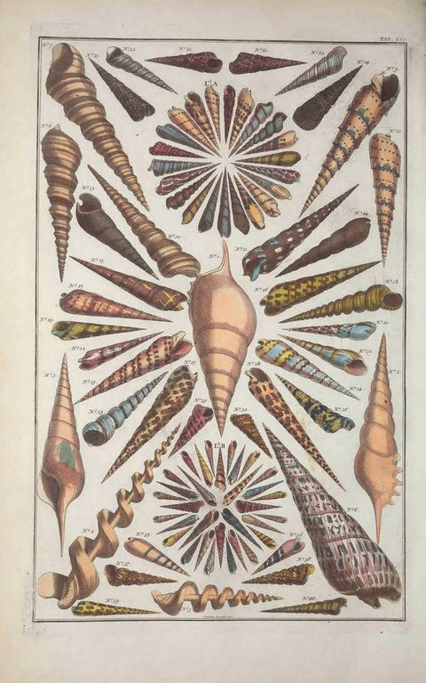 A scientific illustration of various species of sea shells, arranged in a radial pattern with detailed hand-coloured markings.
